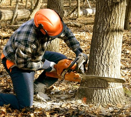 Tree Removal in Kintnersville, PA